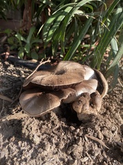 Pseudochitonia