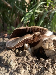 Pseudochitonia