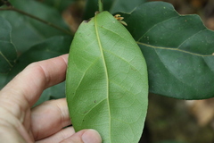 Cryptocarya foetida