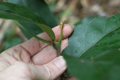Cryptocarya foetida
