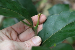 Cryptocarya foetida
