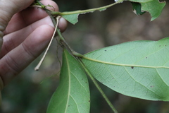 Cryptocarya foetida