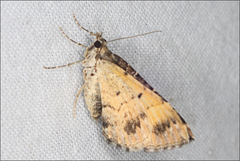 Chrysolarentia lucidulata