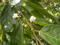 Quararibea asterolepis