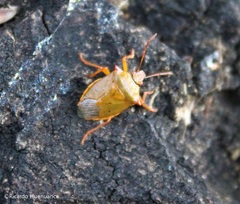 Brontocoris nigrolimbatus