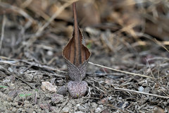 Typhonium praetermissum