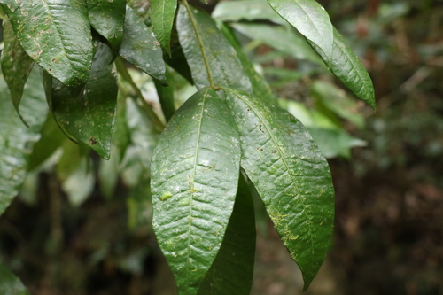 Image of Bouchardatia neurococca by (c) Greg Tasney, some rights reserved (CC BY-SA)