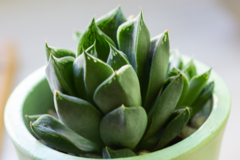 Haworthia cymbiformis
