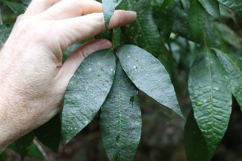 Image of Bouchardatia neurococca by (c) Greg Tasney, some rights reserved (CC BY-SA)