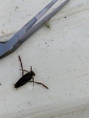 Notonecta canariensis