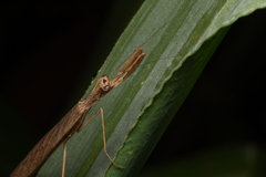 Eumusonia
