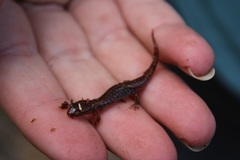 Desmognathus wrighti