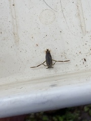 Notonecta canariensis