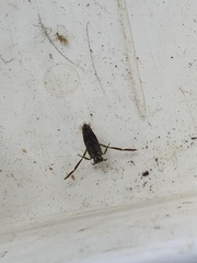 Notonecta canariensis