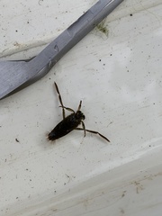 Notonecta canariensis