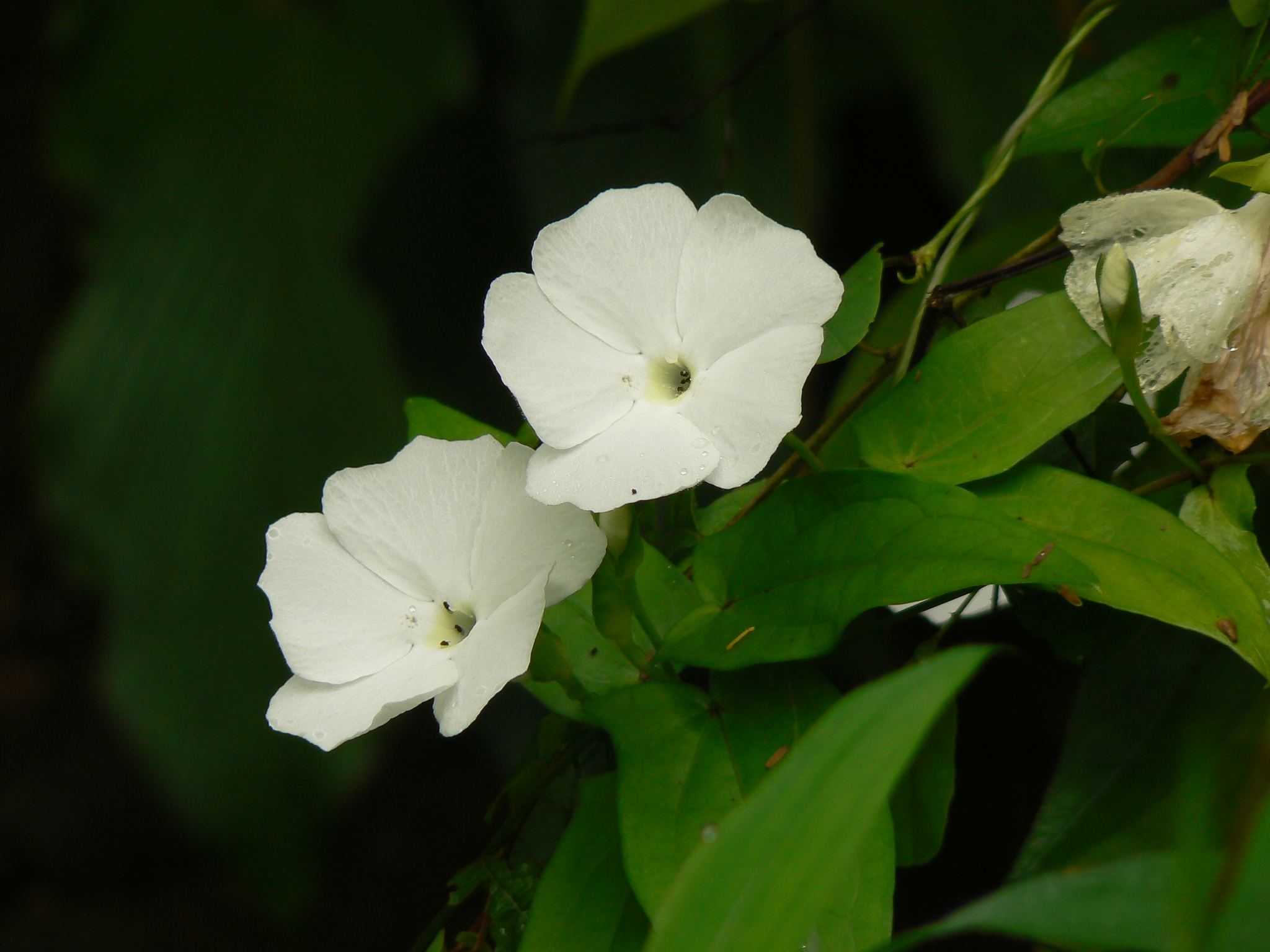 Thunbergia fragrans