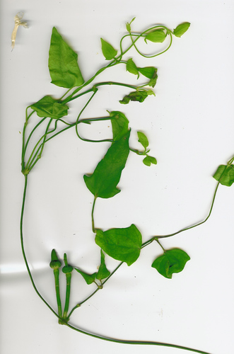 Thunbergia fragrans