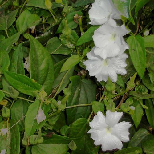 Thunbergia fragrans