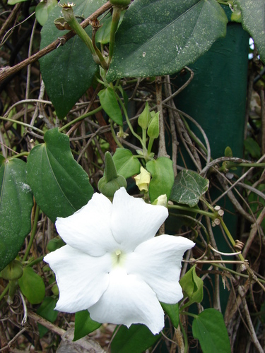 Thunbergia fragrans