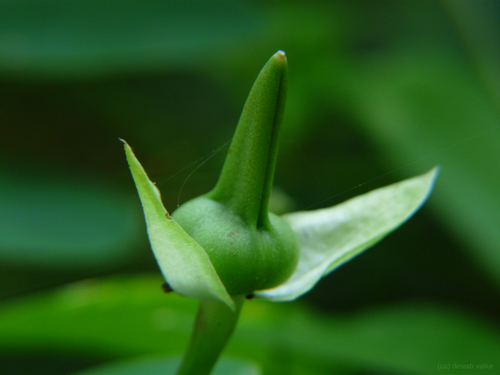 Thunbergia fragrans