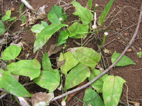 Thunbergia fragrans
