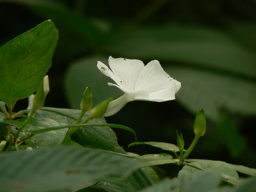 Thunbergia fragrans