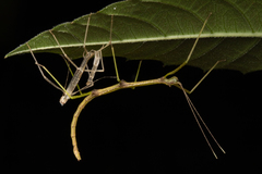 Exocnophila