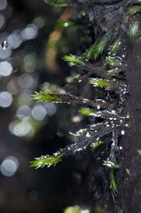 Fissidens rigidulus pseudostrictus