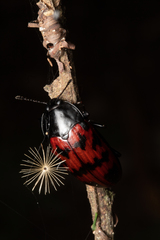 Megischyrus brasiliensis