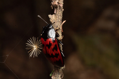 Megischyrus brasiliensis