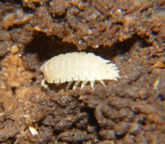 Haplophthalmus danicus