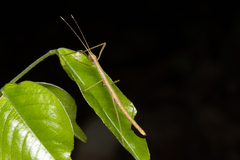 Exocnophila