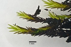 Fissidens rigidulus pseudostrictus