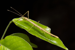 Exocnophila