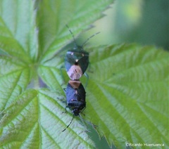 Ditomotarsus punctiventris