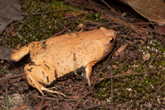 Stereocyclops incrassatus