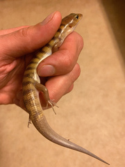 Eremiascincus richardsonii