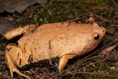 Stereocyclops incrassatus
