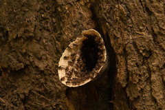 Scaptotrigona