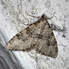 Nebula ibericata