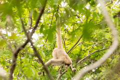 Brachyteles hypoxanthus