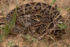 Bothrops neuwiedi