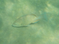 Scarus rivulatus
