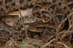 Bothrops neuwiedi