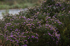 Lychnophora ericoides