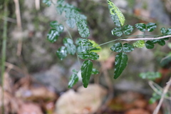 Jasminum singuliflorum