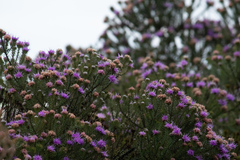 Lychnophora ericoides