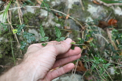 Jasminum singuliflorum