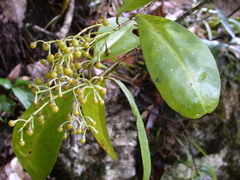Ardisia densiflora