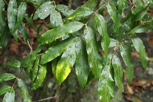 Image of Bosistoa pentacocca by (c) Greg Tasney, some rights reserved (CC BY-SA)